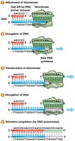 Diagram showing telomerase synthesis of repeating telomeric sequence.