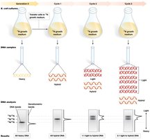 Diagram of the Meselson-Stahl experiment showing DNA density shifts after replication cycles.