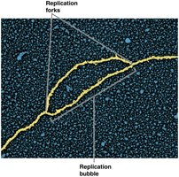 Electron micrograph showing a replication bubble and replication forks.