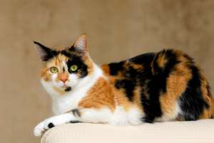 Calico cat: X inactivation mosaicism