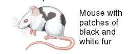 Mouse with patches of black and white fur