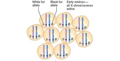 X inactivation in early embryo