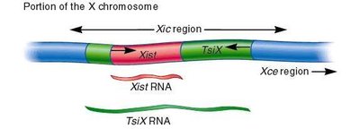 X-inactivation center: Xist and TsiX