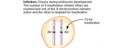 Stages of X inactivation: initiation, spreading, maintenance