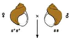 Maternal effect cross: s+s+ female x ss male