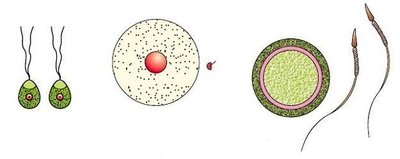 Homogametes and heterogametes