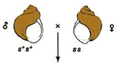 Maternal effect cross: s+s+ male x ss female