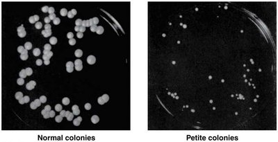 Types of petite mutations in yeast
