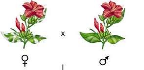 Extranuclear inheritance in the four-o'clock plant
