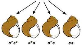 Offspring genotypes from maternal effect cross