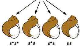 Offspring genotypes from reciprocal maternal effect cross