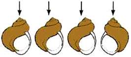 Maternal effect: phenotype determined by mother