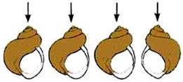 Maternal effect: phenotype determined by mother