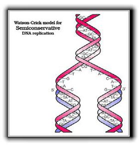 Watson-Crick model for semiconservative DNA replication