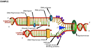 Diagram of DNA replication showing leading and lagging strands, DNA polymerase, primase, ligase, Okazaki fragments, and other enzymes