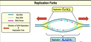 Diagram of replication forks and replication bubble, showing direction of DNA synthesis and primer placement