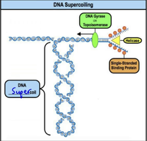 Diagram of DNA supercoiling, showing the roles of DNA gyrase/topoisomerase, helicase, and single-stranded binding proteins
