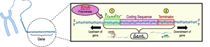 Diagram of gene structure showing promoter, coding sequence, terminator, and direction of transcription