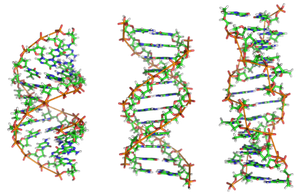 A-DNA, B-DNA, and Z-DNA structures
