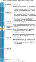 Eukaryotic chromosome diagram