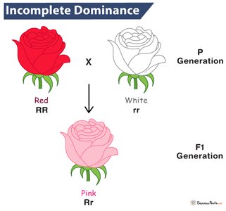 Diagram of incomplete dominance in roses