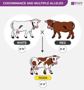 Diagram of codominance in cattle