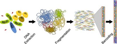 Metagenomics workflow: DNA extraction, fragmentation, barcoding