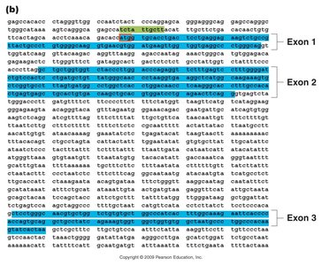 Example of ORFs and gene density