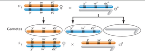 Diagram of three-point test cross setup