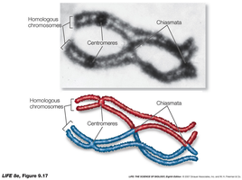 Photograph and diagram of homologous chromosomes with chiasmata