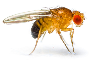 Image of Drosophila melanogaster (fruit fly)
