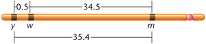 Genetic map showing distances between y, w, and m genes