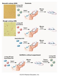 Griffith's transformation experiment with S and R strains of bacteria and mice