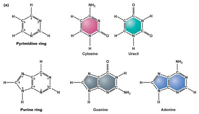 Structures of RNA bases: cytosine, uracil, guanine, adenine