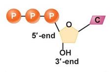 Ribose vs. deoxyribose structure