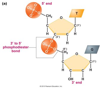 Phosphodiester bond between nucleotides