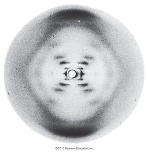 Rosalind Franklin's X-ray diffraction image of DNA