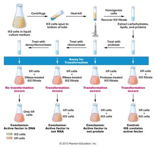 Avery, MacLeod, and McCarty's experiment showing DNA is the transforming principle