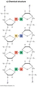 Chemical structure of DNA showing base pairs and antiparallel strands