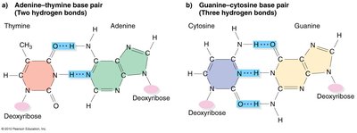 Hydrogen bonding in A-T and G-C base pairs