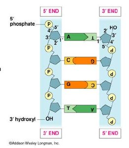 Antiparallel DNA strands with complementary base pairing