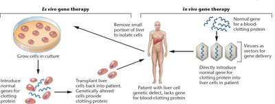 Ex vivo and in vivo gene therapy methods