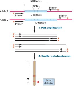 STR locus PCR amplification and capillary electrophoresis