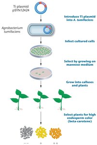 Process of generating genetically modified plants using Agrobacterium and Ti plasmid