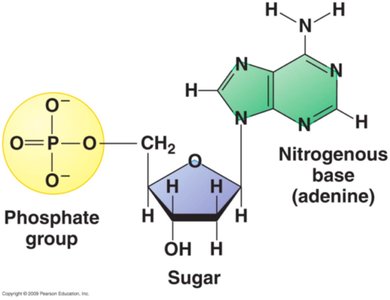 Structure of a nucleotide: phosphate, sugar, and nitrogenous base