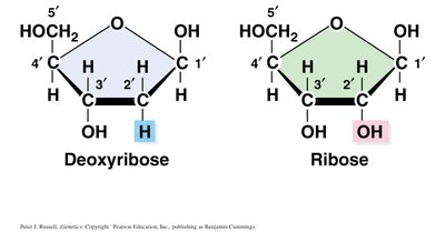 Comparison of deoxyribose and ribose sugars