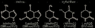 Structures of purine and pyrimidine bases