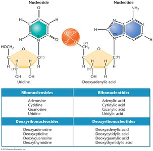 Nucleoside and nucleotide structures and classification table