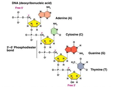 DNA structure showing phosphodiester bonds and nucleotide arrangement
