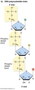 DNA polynucleotide chain with phosphodiester bonds
